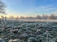 February - Frosts and Flowers