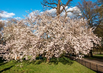 Spring has Sprung: March Spring Strolls In
