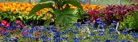 Plants and Pests