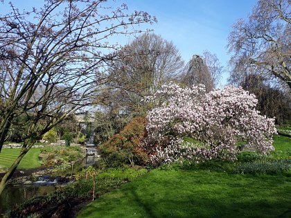 Magnificent Magnolia in the Dell Sarah Scott