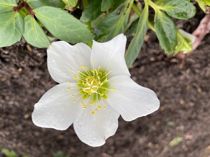 pure white  hellebore