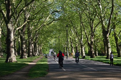 Blog 11: Trees in The Parks