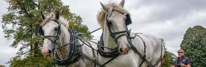 Blog 27 Operation Centaur & Friends Reaches 700 Members