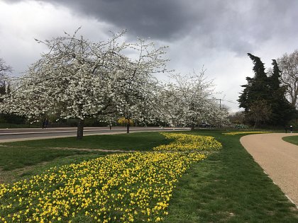 Swathes of tete a tete