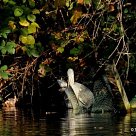 Grey Heron, with pike