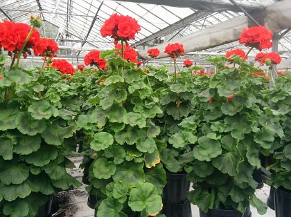 Geraniums for Buckingham Palace