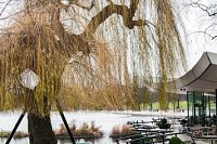 Weeping willows