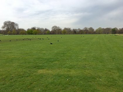 And all clear – the crows are back in place