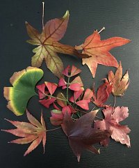 Autumn in the Park